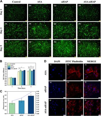 Osteogenic and anti-inflammatory effect of the multifunctional bionic hydrogel scaffold loaded with aspirin and nano-hydroxyapatite